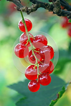 The ripe berries of cowberries.