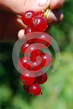 The ripe berries of cowberries.