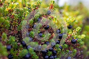 Ripe ripe berries of crowberry close-up. Natural background of forest wild uncultivated black empetrum nigrum in Karelia