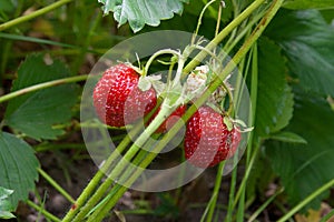 Ripe berries and foliage strawberry. Strawberries on a strawberry plant on organic strawberry farm..