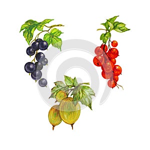 Ripe berries, gooseberries, blackcurrants and red scum, set, watercolor photo