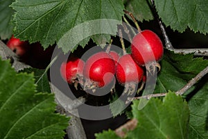 Ripe berries   large-fruited hawthorn Latin: Crataegus aestivalis hanging on a branch tree in the orchard. Red berries closeup