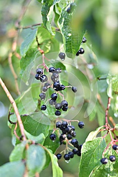 Hartriegel ()  Beeren a Blätter 