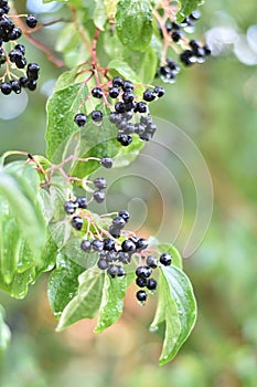 Hartriegel ()  Beeren a Blätter 