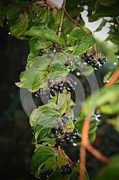 Hartriegel ()  Beeren a Blätter 