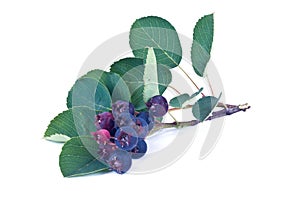 Ripe Berries of plant Irga