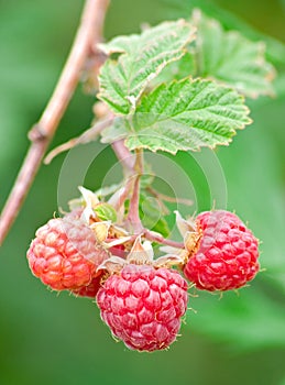 Ripe berries of raspberries