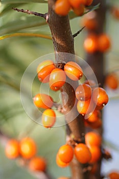 Ripe berries of a sea-buckthorn