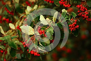 Ripe berries of the Swedish whitebeam (Sorbus intermedia)