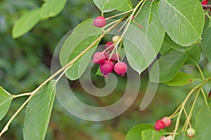 Ripe berries on a tree Serviceberry Amelanchier canadensis cl photo