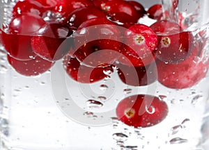 Ripe berry cranberry