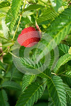 Ripe berry rosaline grows on a green bush