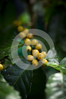 Ripe Berry Yellow Coffee beans on a branch of harvest the coffee tree