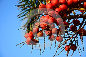 Ripe Betel Nut