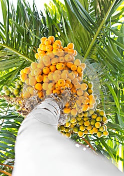 Ripe betel-nut (areca) bunch.