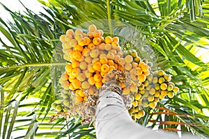 Ripe betel-nut (areca) bunch.