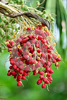 Ripe betel nut or Areca Nut Palm on treeOn Tree