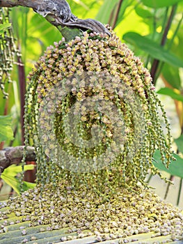 Ripe Betel Nut Or Are-ca Nut Palm On Tree