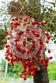 Ripe betel nuts