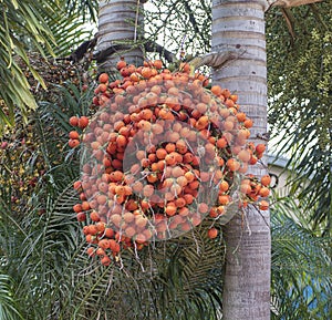 Ripe Betel Nuts