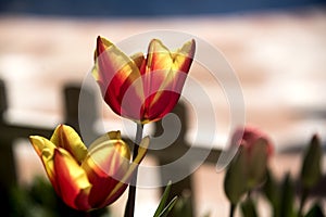 Ripe bicolor tulips at garden