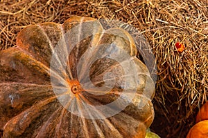Ripe big green pumpkin, autumn harvest ribbed vegetable lies on a background of hay, rustic design