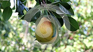 Ripe big pear has grown and matured in a tree in a beautiful orchard against a green background