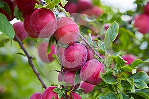 Ripe big red plums growing on a tree branch