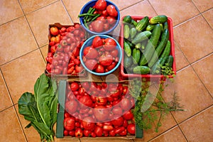 Ripe big tomatoes and cucumbers.