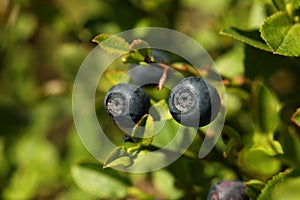 Ripe bilberries growing in forest, closeup view