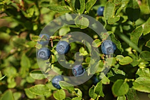 Ripe bilberries growing in forest, closeup view