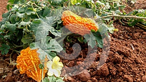 Mature bitter gourds, accompanied by their yellow flower, sway from the vines of the Momordica charantia plant.