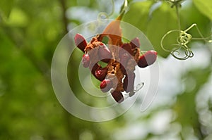 ripe bitter melon seeds