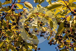 ripe black berry on branch shrubbery