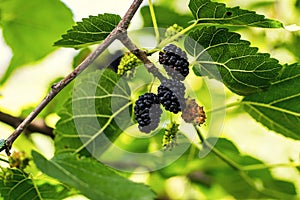 Ripe black berry hanging on Morus tree branch black mulberry, M