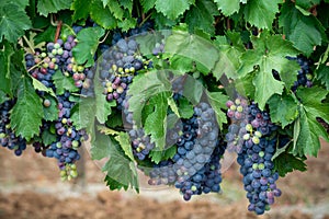 Ripe black or blue carignan or mourverde wine grapes using for making rose or red wine ready to harvest on vineyards in Cotes  de