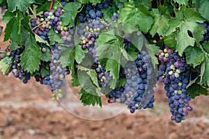 Ripe black or blue carignan or mourverde wine grapes using for making rose or red wine ready to harvest on vineyards in Cotes  de