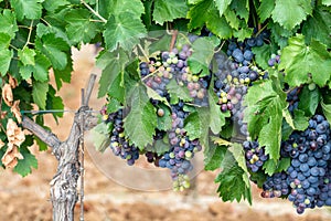 Ripe black or blue carignan or mourverde wine grapes using for making rose or red wine ready to harvest on vineyards in Cotes  de