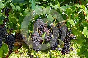 Ripe black or blue carignan wine grapes using for making rose or red wine ready to harvest on vineyards in Cotes  de Provence,