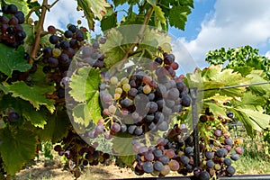 Ripe black or blue carignan wine grapes using for making rose or red wine ready to harvest on vineyards in Cotes  de Provence,