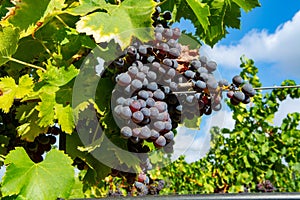 Ripe black or blue carignan wine grapes using for making rose or red wine ready to harvest on vineyards in Cotes  de Provence,