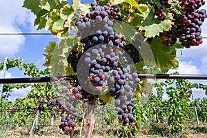 Ripe black or blue carignan wine grapes using for making rose or red wine ready to harvest on vineyards in Cotes  de Provence,