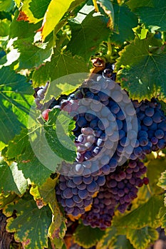 Ripe black or blue grenache wine grapes using for making rose or red wine ready to harvest on vineyards in Cotes  de Provence,