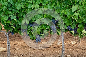 Ripe black or blue syrah or grenache wine grapes using for making rose or red wine ready to harvest on vineyards in Cotes  de photo