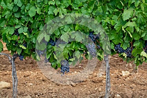 Ripe black or blue syrah or grenache wine grapes using for making rose or red wine ready to harvest on vineyards in Cotes  de