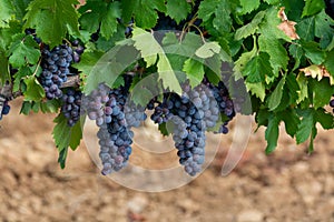 Ripe black or blue syrah or grenache wine grapes using for making rose or red wine ready to harvest on vineyards in Cotes  de