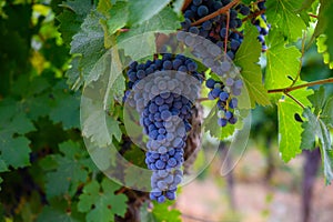 Ripe black or blue syrah or grenache wine grapes using for making rose or red wine ready to harvest on vineyards in Cotes  de