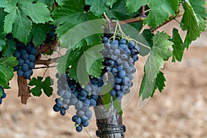 Ripe black or blue syrah or grenache wine grapes using for making rose or red wine ready to harvest on vineyards in Cotes  de