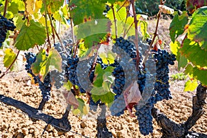 Ripe black or blue syrah wine grapes using for making rose or red wine ready to harvest on vineyards in Cotes  de Provence, region photo