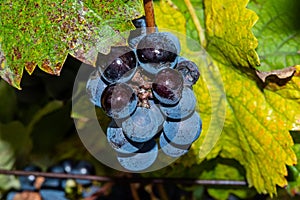 Ripe black or blue syrah wine grapes using for making rose or red wine ready to harvest on vineyards